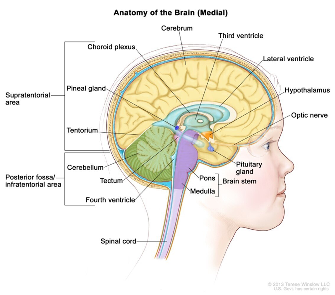 structure of the brain